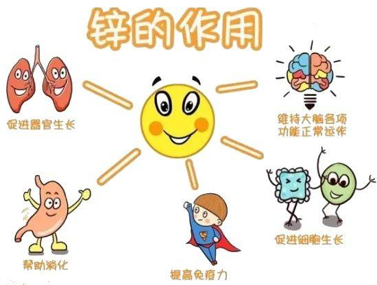 免费香蕉视频厂家提示变身威猛先生？该怎样正确看待锌的摄入