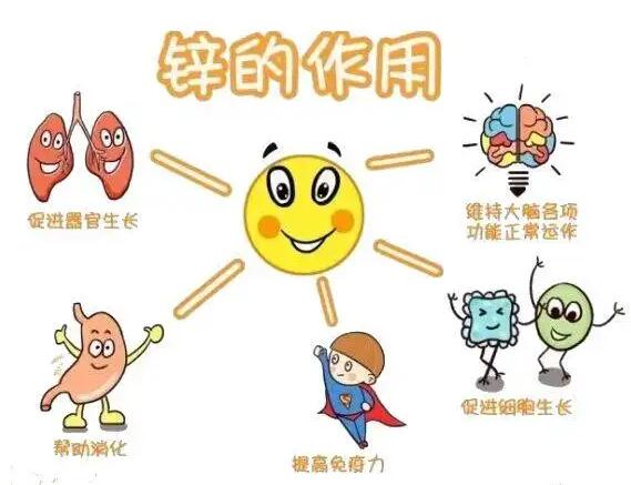 全自动免费香蕉视频生产厂家提示人体内的锌元素有哪些作用？