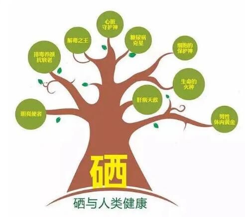 钙铁锌硒检测仪厂家提示什么叫有机硒和无机硒？科学补硒看看吧